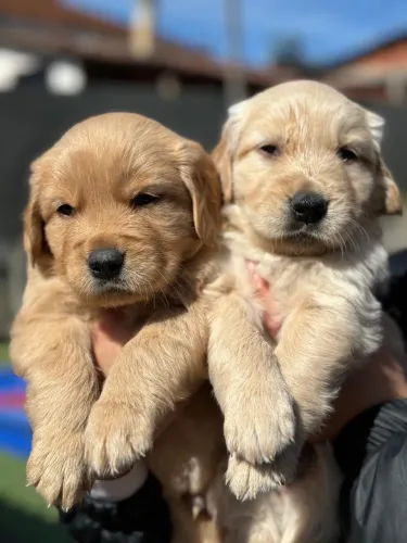 Filhotes de golden retriever 