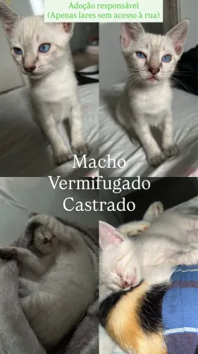 Gatos / adoção responsável 