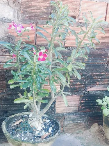 Planta flor do deserto ?