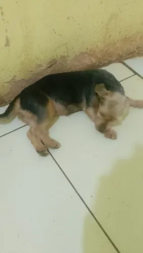 Vendo uma cachorra 