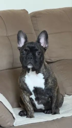 Buldogue francês 6 meses