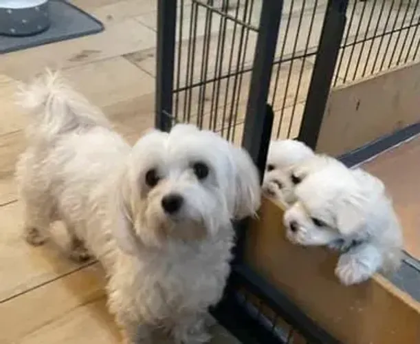 Maltes fêmeas e machos