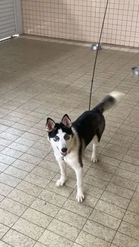 vende fêmea de husk 6 meses
