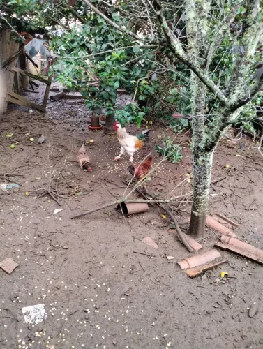 Lote de galinhas