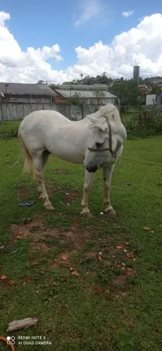Percheron manso de montaria e puchada.
