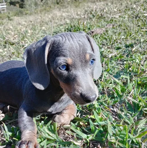 Filhotes de Dachund 