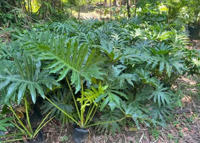 Philodendron Bipinnathifidium (Guaimbé)