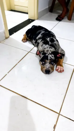 Vendo filhote de pitmonster