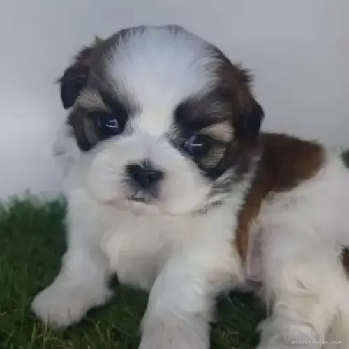 Cachorro de companhia Shih Tzu/ Shitzu dócil filhotinhos com pedigree macho e fêmea