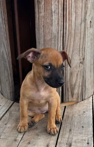 Cadela bebê para adoção 
