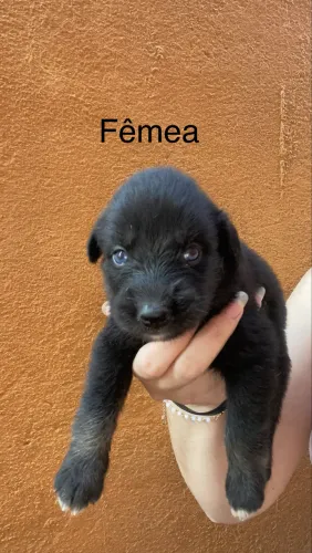 Cachorrinho para adoção