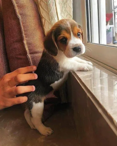 Beagle Prepare seu coração para esse amor sem limites