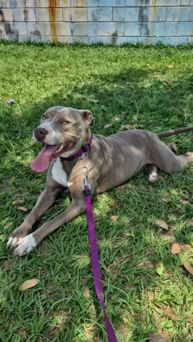 Doa-se Pit Bull