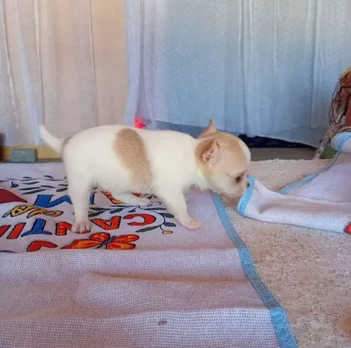 Filhote de chihuahua no Ceará 