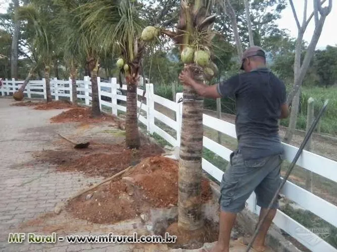 Mudas de Coco anao 1,5 a 2mtcaule produzindo! *