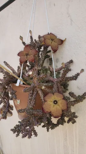 Planta cactos tapete perza 