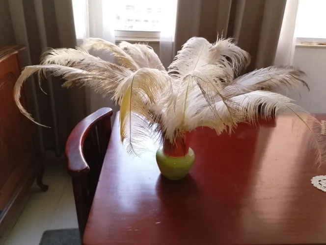 Plumas branca com ponta marrom