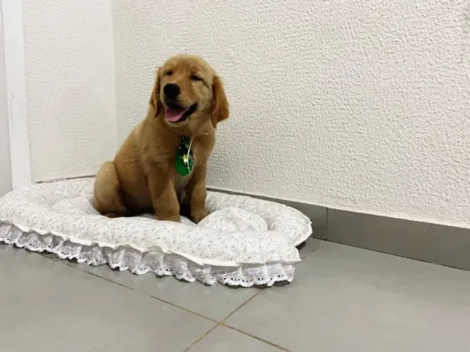 Filhote de Golden Retriever Fêmea e Macho com Procedência '='