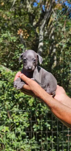 Galgo Italiano - Macho - Raridade 