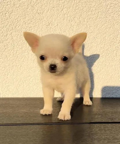  Chihuahua Miniatura com Grande Personalidade