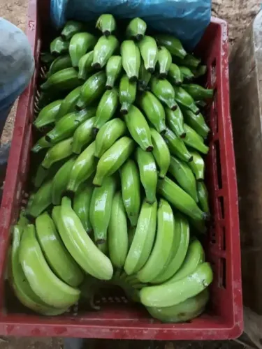 Bananas caturra ou prata cx 15kg