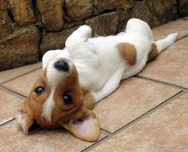 A Energia do Jack Russell  