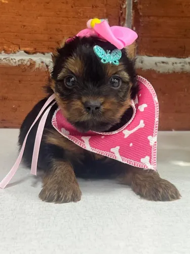 Filhote fofo de Yorkshire Terrier