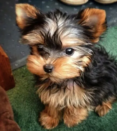 Yorkshire Terrier filhotes Fofo chama no wats do anuncio