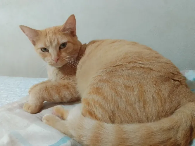 Gata femea castrada