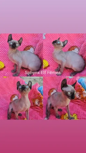 Sphynx Elf Filhotes - Gatil BSB Cat