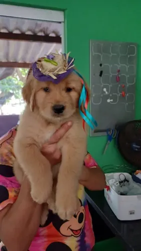 Golden Retriever excepcionais