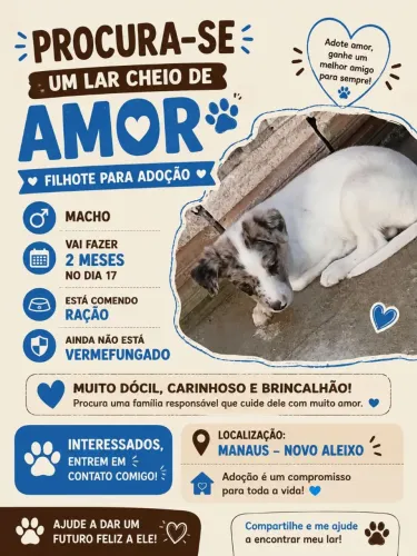 Cachorinho 