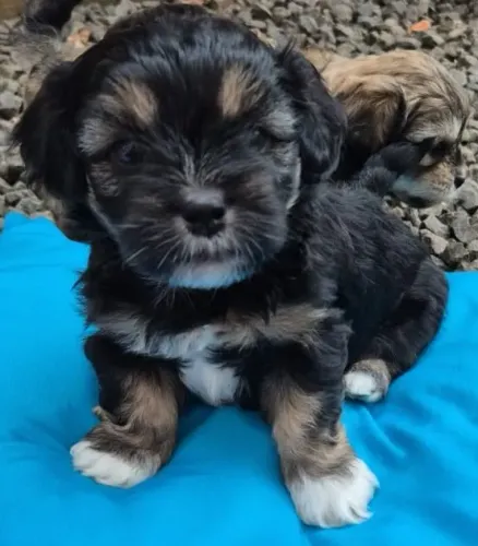 Filhote de LHASA APSO