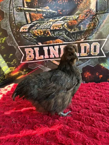 Casal de galinha sedosa + brinde