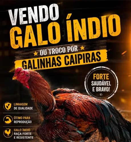 Galo