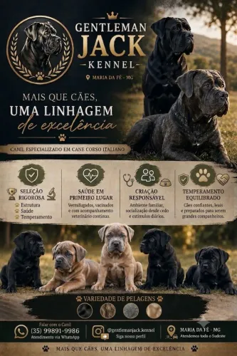 Filhotes Cane Corso Italiano Pureza e Linhagem de Excelência - Gentleman Jack