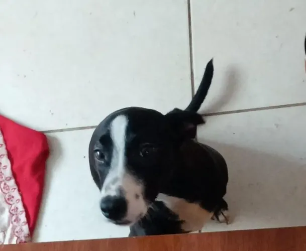 Doase um cachorro
