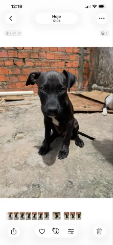 Cachorro macho pitbull 