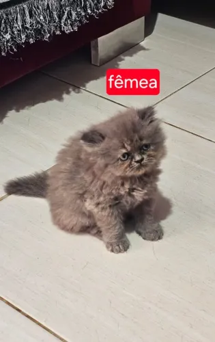 Gato Persa ( fêmea)