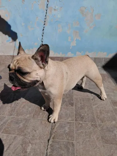 Buldogue Fêmea
