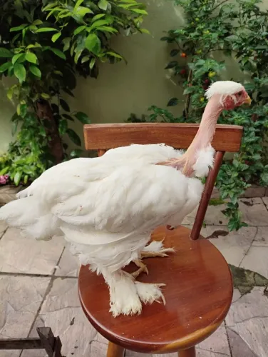 FRANGO BRAHMA POLACA HETEROZIGOTO À VENDA!