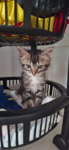 Doa-se gato macho