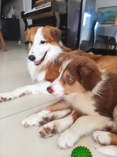 Border Collie disponível para cruzar