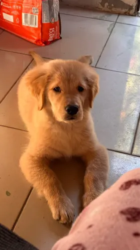 Lindo Filhote de Golden Retriever Macho - 3 Meses