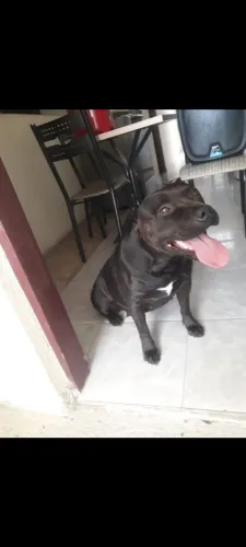 Adoção responsável, pitbull femea dócil