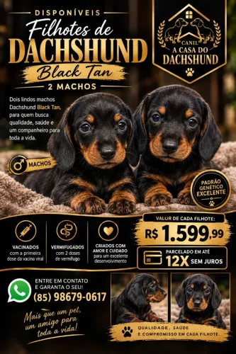 DOIS MACHOS DACHSHUND BLACK TAN DISPONÍVEIS!