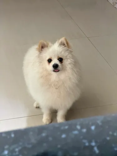 Doação de Spitz Alemão Macho
