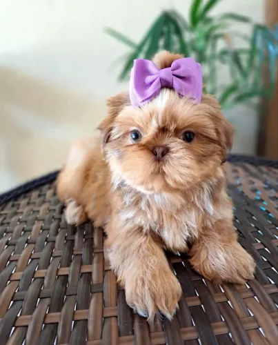 Mini shih tzu macho e fêmea 