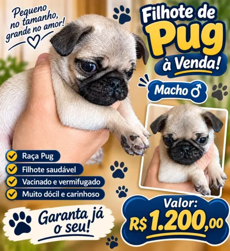 Filhote pug