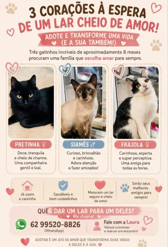 Doação de Gato